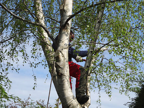 Greenwich, OH Tree Care Company